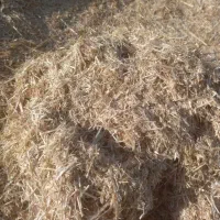 کاه گندم دیم تازه درو شده امسال