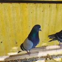 کفتر گرفتنی سبز