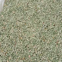 علف نخود فرنگی