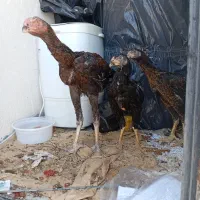 لاری اصیل.جوجه،مرغ،خروس