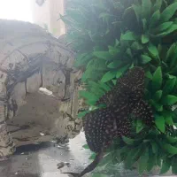 فروش آکواریوم|ماهی|شیراز, ریاستی|دیوار