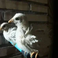 جوجه|حیوانات مزرعه|شوشتر, |دیوار