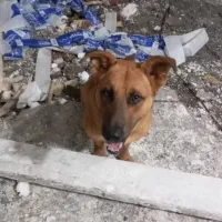 واگذاری سگ نگهبان باهوش شب بیدار|سگ|کیلان, |دیوار