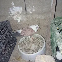 سلام کبوتر سالم و دونه ۵۰۰