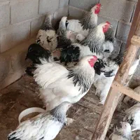 تخم مرغ نطفه دار برهما