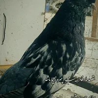 سار‌کاکل‌نر عطیقه|پرنده|انبارآلوم, |دیوار