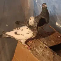 کبوتر پلاکی بزک|پرنده|شیراز, بازار|دیوار