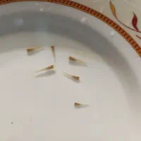 ماهی|ماهی|تربت‌حیدریه, کاشانی|دیوار