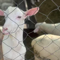 بره نرهای ژنتیکی از پدرتری پلاس مادرهای پرتولید|حیوانات مزرعه|پاریز, |دیوار