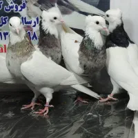 کفتر طوقی نسل دار|پرنده|پاکدشت, پاکدشت (مامازند)|دیوار