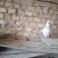 کفتر طوقی|پرنده|یزد, |دیوار