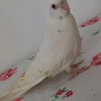 جوجه عروس هلندی|پرنده|گرمسار, |دیوار