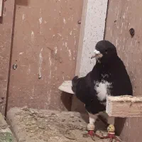 شهری معاوضه|پرنده|مرودشت, ثبت احوال|دیوار