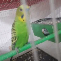 مرغ عشق مفت مفت