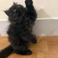 گربه پرشین مشکی|گربه|سنندج, |دیوار