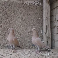 کفتر