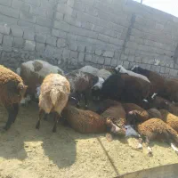 فروش بره نر
