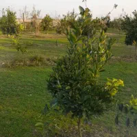 باغ مرکبات|فروش زمین و ملک کلنگی|هادی شهر, |دیوار