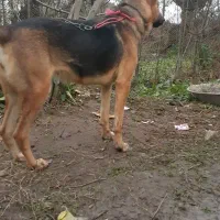 واگذاری ژرمن شپرد نروماده|سگ|رشت, رشتیان|دیوار