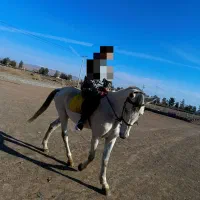 اسب دوخون سرحال|اسب و تجهیزات اسبسواری|گنبد کاووس, |دیوار