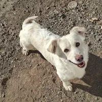 سگ پا کوتاه|سگ|اشتهارد, |دیوار