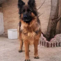 سگ ژرمن شولاین ماده