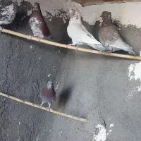 رنگی|پرنده|کهک, |دیوار