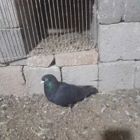 کبوتر|پرنده|پلدشت, |دیوار