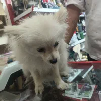 سگ پامر