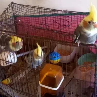 عروس هلندی ۳ماه