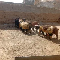 خرید و فروش بره