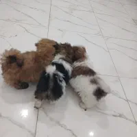 توله شیتزوتریر(فول کیفیت)|سگ|قزوین, |دیوار