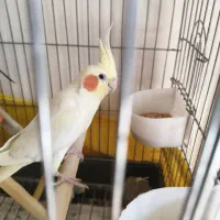 ۵ تا عروس هلندی خاکستری نر و زرد ماده|پرنده|اندیشه, اندیشه فاز ۱|دیوار