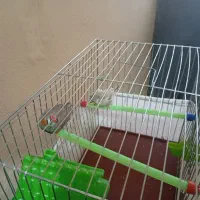 فنچ|پرنده|بندرعباس, |دیوار