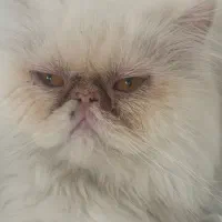 گربه پرشین سوپر فلت|گربه|مشهد, گوهرشاد|دیوار