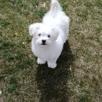 سگ شیتزو3ماه