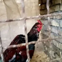 ۳تا   خروس لاری.