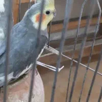 دو عدد عروس هلندی گم شده شهرک مدنی
