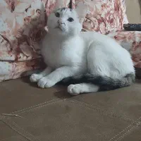 گربه نر بسیار مهربان