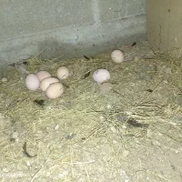 تخم مرغ محلی نطفه دار