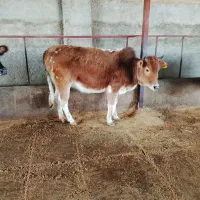 قربانی های نزاییده 2دندان