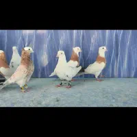 کفتر رنگی جهرم|پرنده|شیراز, ترمینال باربری|دیوار