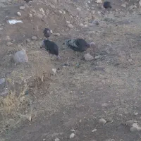 بوقلمون