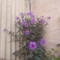 گل اطلس مکزیکی