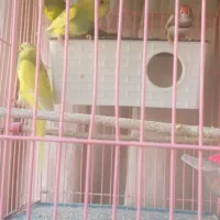 پرنده|پرنده|فردیس, فردیس|دیوار