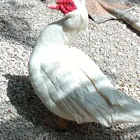 سیکا نر سفید و جوان