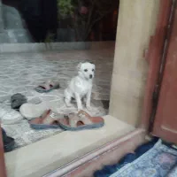 سگ اشپیر|سگ|دهبکری, |دیوار