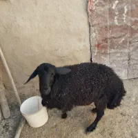 یک راس بره نر قزل افشاری برای نسل کشی|حیوانات مزرعه|شراء, |دیوار