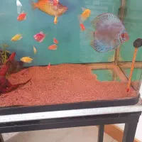 آکواریوم|ماهی|کرمان, |دیوار