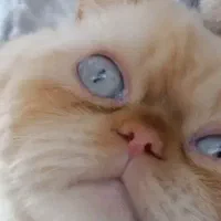 گربه پرشین ماده با ش د